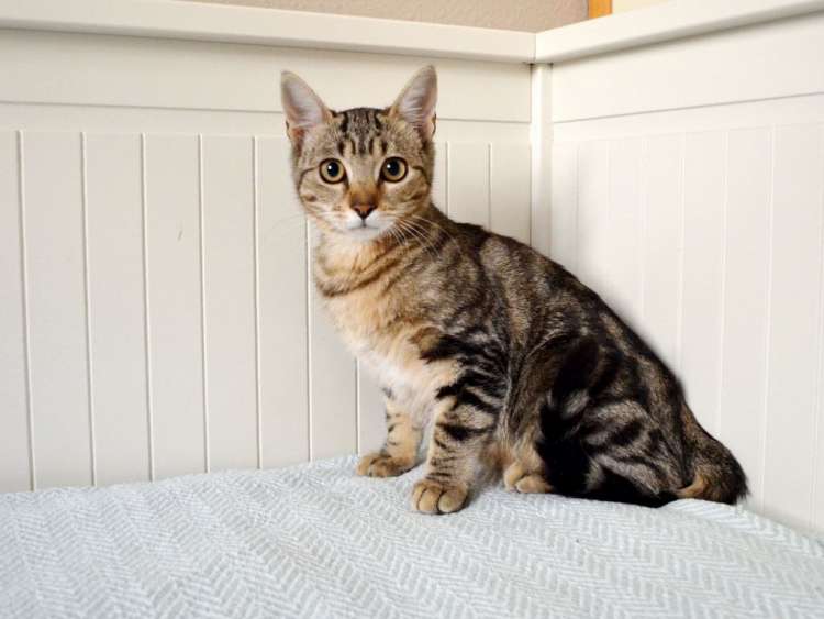 Haru. Gato en adopcion que busca casa.