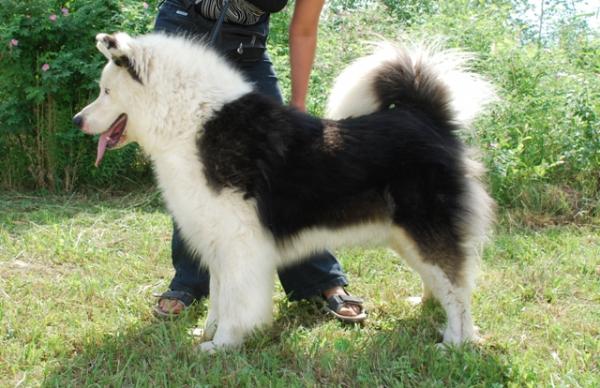 Como es la raza de perro Laika de Yakutia Laika de Yakutia. yras
