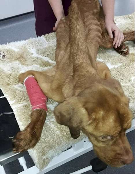 Elsa fue abandonada en la nieve (SWNS SOUTH WESTN NEWS SERVICE)