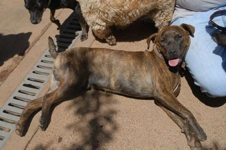 Asociación Para Defens. Protec. Animal. Canarias ADEPAC - Dogo Canario. Honey.