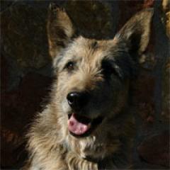 JOCKER.  Perro en adopcion que busca casa. JOCKER.  Perro en adopcion que busca casa.