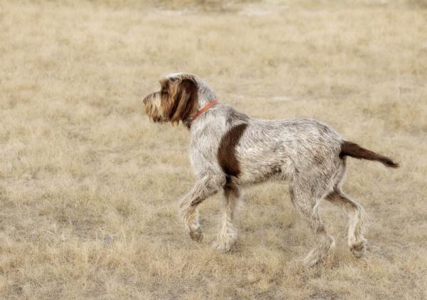Spinone Italiano. Spinone Italiano.