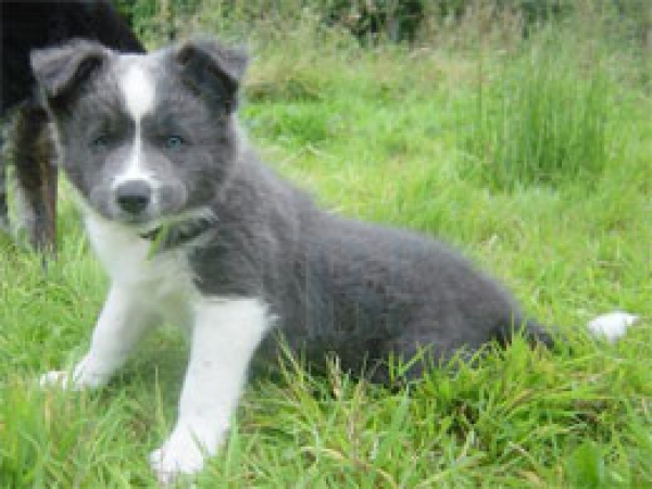Border Collie. Siren, ejemplar azul, o gris pizarra. Foto gentileza de Hannah