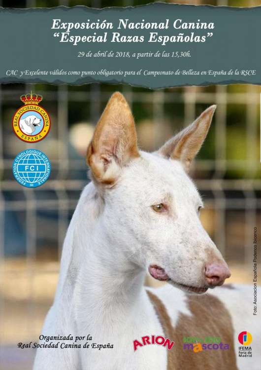 Belleza. EXPOSICIÓN NACIONAL CANINA   ESPECIAL RAZAS ESPAÑOLAS   (Madrid   España)