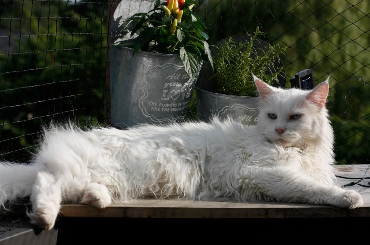 Como es la raza de gato Maine Coon Ejemplar de Maine Coon de color blanco tumbado
