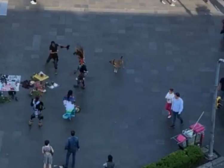 PETSmania - Un perro se une al grupo de danzantes en México. (Foto  captura del vídeo)