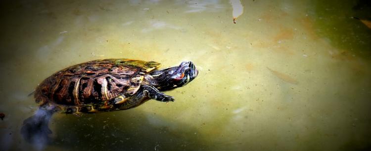 Se incrementan las zoonosis trasmitidas por tortugas.