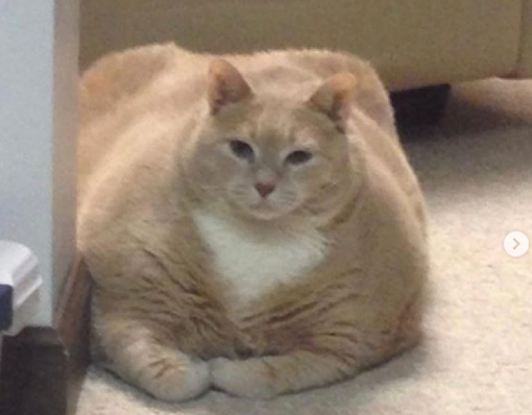 Instagram de iambronsoncat Instagram de iambronsoncat