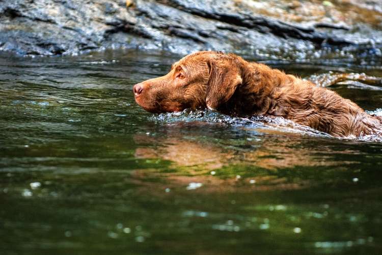 Chesapeake Bay Retriever.