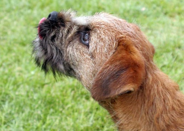 Border Terrier. Srinayan Puppala