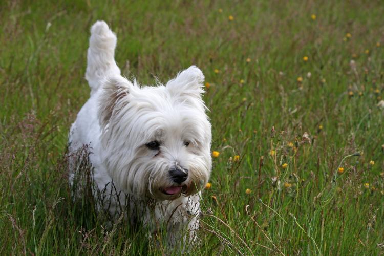 Como es la raza de perro West Highland White Terrier West Highland White Terrier en la hierba