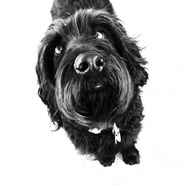 Vacunas? Si o No? La Revacunación. Jennifer Carole