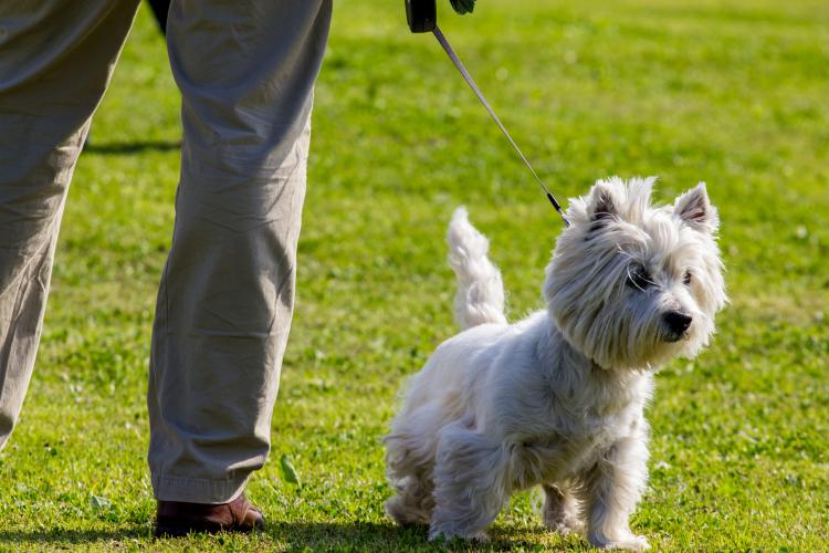 West Highland White Terrier con correa