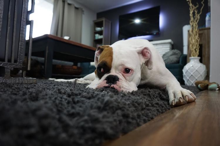 Bulldog en casa tumbado