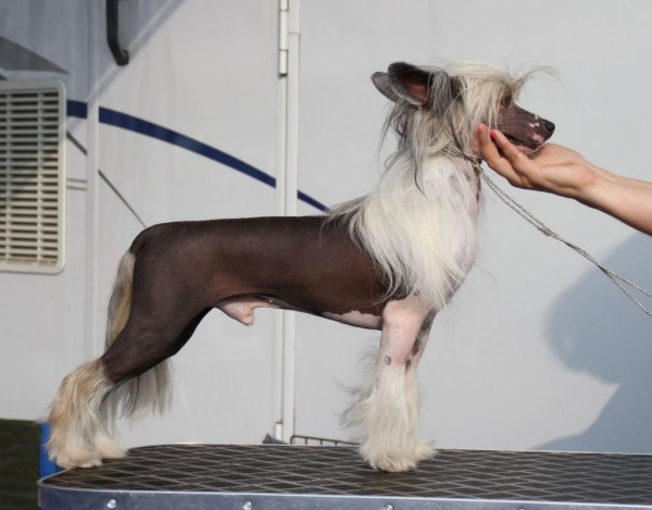 Perro Crestado Chino. Omegaville Back In Town -Saphire-