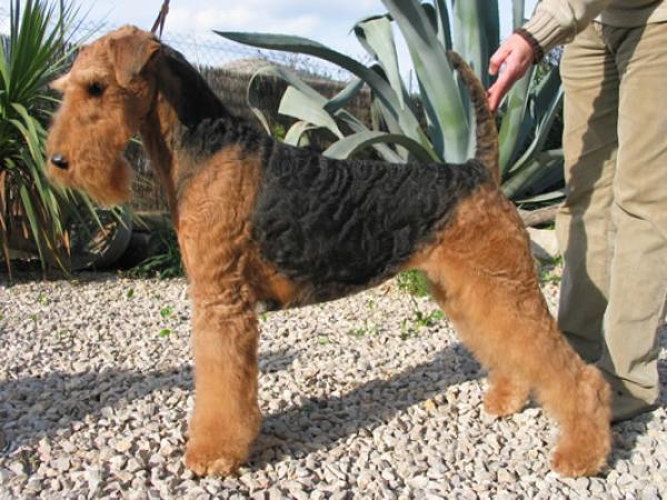 Airedale Terrier. S