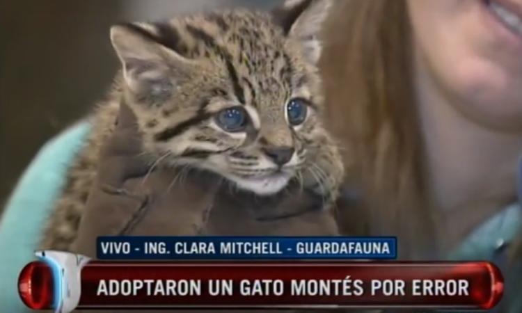 Una familia adopta por equivocación a un gato salvaje con tendencia a comportarse de forma agresiva.