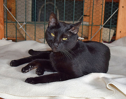 Gato mestizo. Mina Gato mestizo. Mina