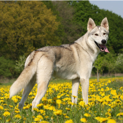 Tamaskan. Conociendo la Raza. 