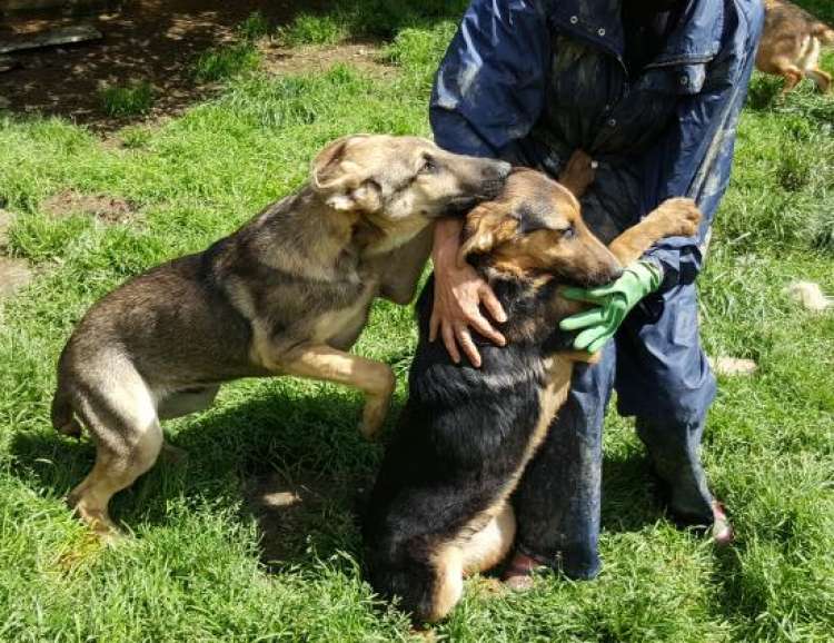 Pastor Alemán. Moro.