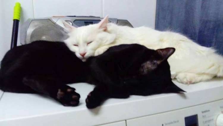 Gatos Negro Y Blanco.