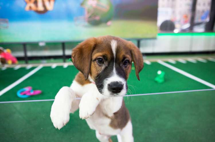 Perros y gatos compitieron en el Puppy  Dog  y de Animal Planet