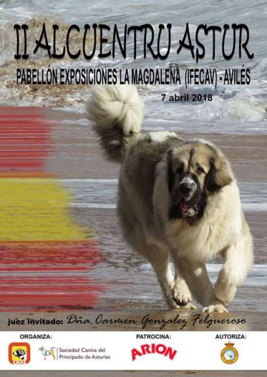II ALCUENTRU ASTUR Concurso monográfico del Mastín del Pirineo