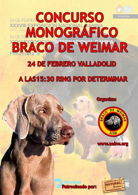 Asociacion Española para la cría y selección del Braco de Weimar - Belleza. CONCURSO MONOGRÁFICO DEL BRACO DE WEIMAR (Valladolid   España)