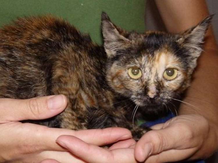 PROTECTORA HUELLAS - Gato mestizo. Serena.