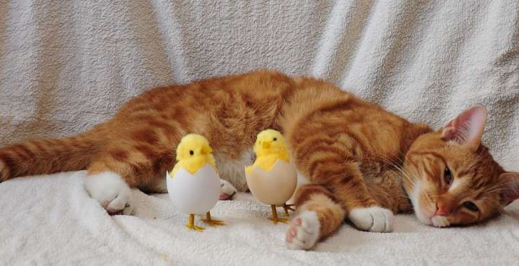 PETSmania - El gato y el polluelo son los  mejores amigos