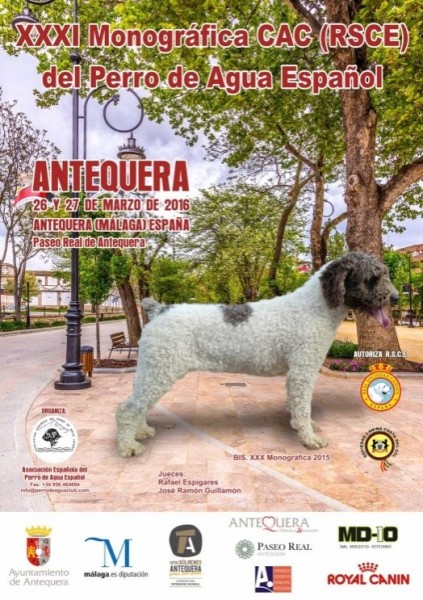 Perro de Agua Español.