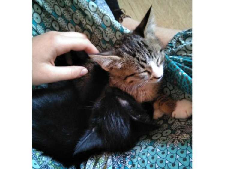 Gato mestizo. Gretel. Gato mestizo. Gretel.