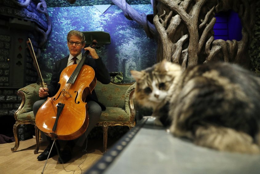 David Teie prueba la música de su disco para gatos. Foto  AFP