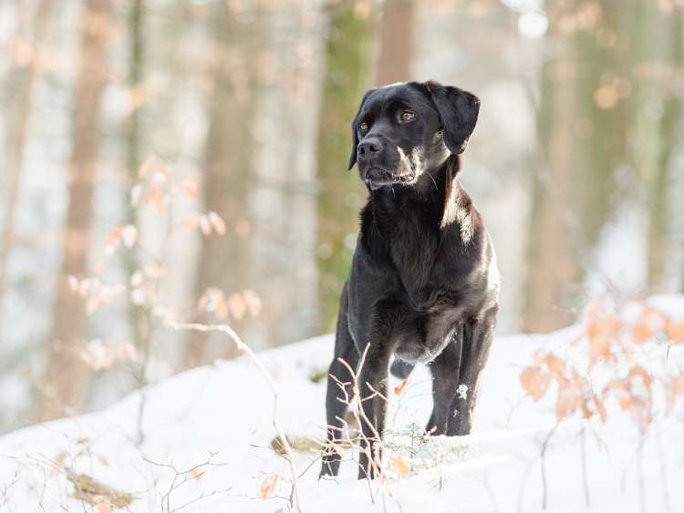 Labrador Retriever.