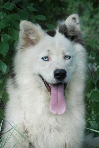 Como es la raza de perro Laika de Yakutia Laika de Yakutia. Yras