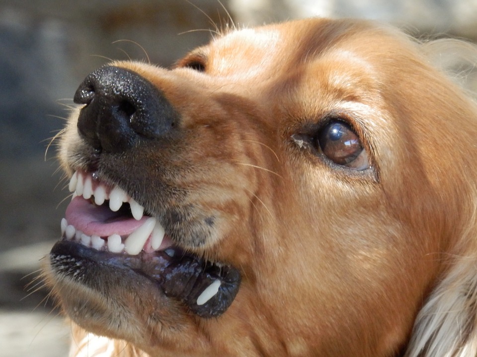 La inhibición de la mordida Perro enseñando los dientes