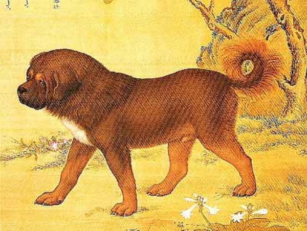 Dogo del Tibet. Pintura 1.750 Castiglione