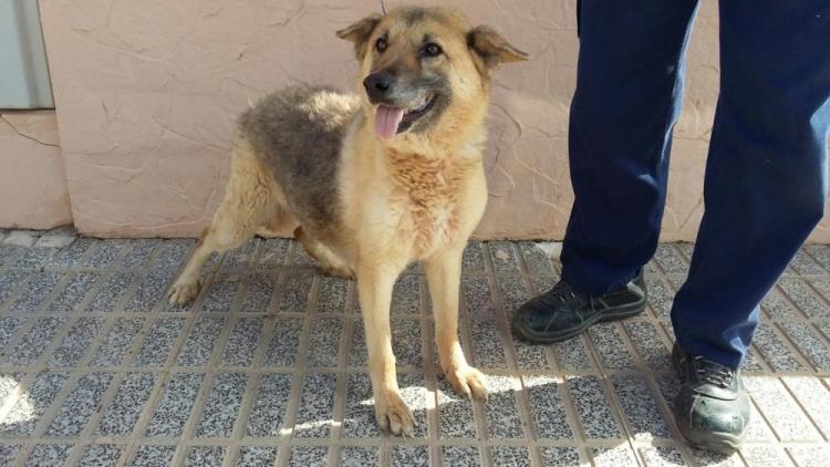 PETSmania - Pastor Alemán.