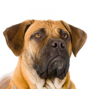 Boerboel. Conociendo la Raza. 