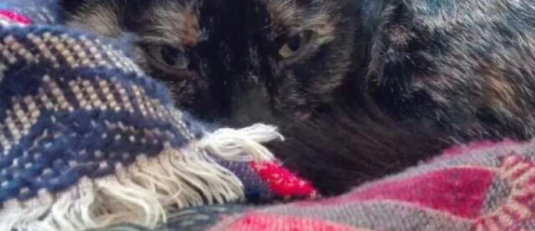 Snow. Gato en adopcion que busca casa. Snow. Gato en adopcion que busca casa.