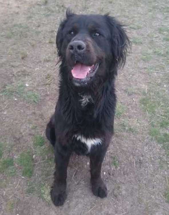 Marlo. Perro en adopcion que busca casa.