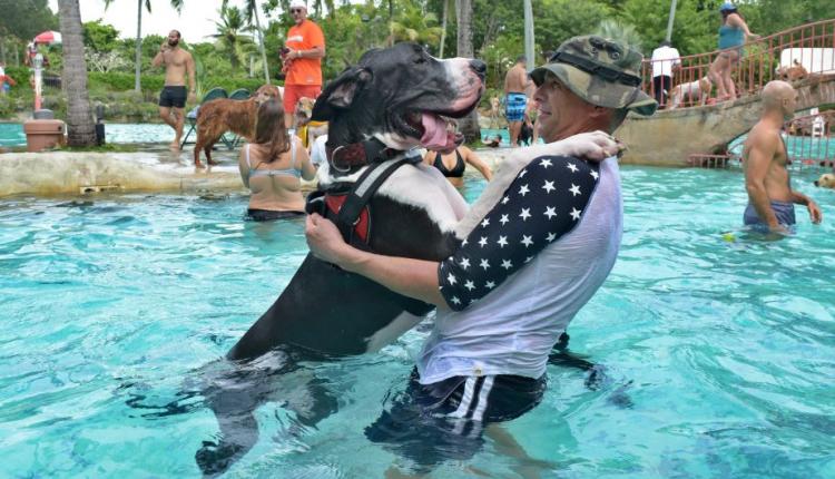Perro bañándose en la piscina veneciana de Miami. EFE