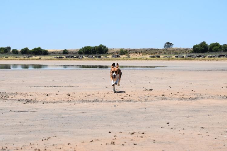 Perro Beagle corriendo en la playa