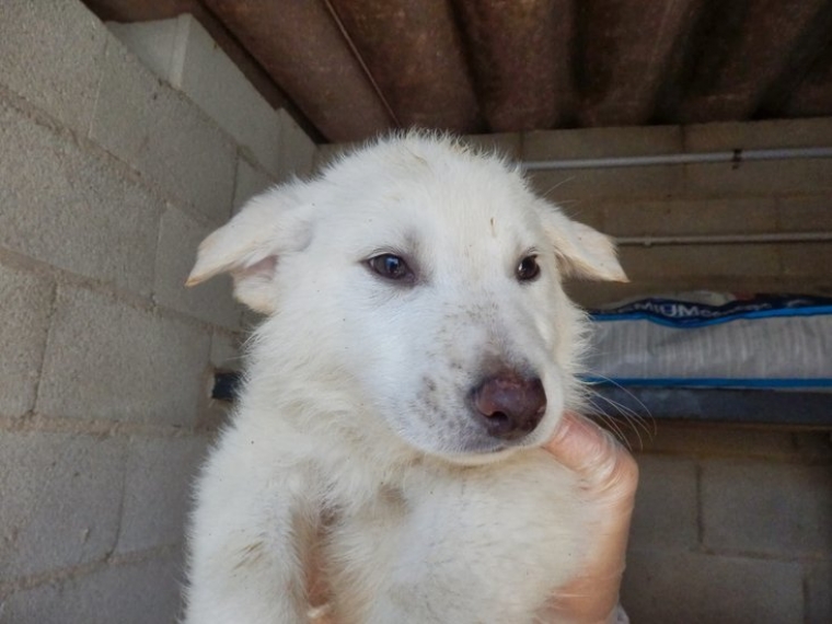 LONG SILVER.  Perro en adopcion que busca casa.