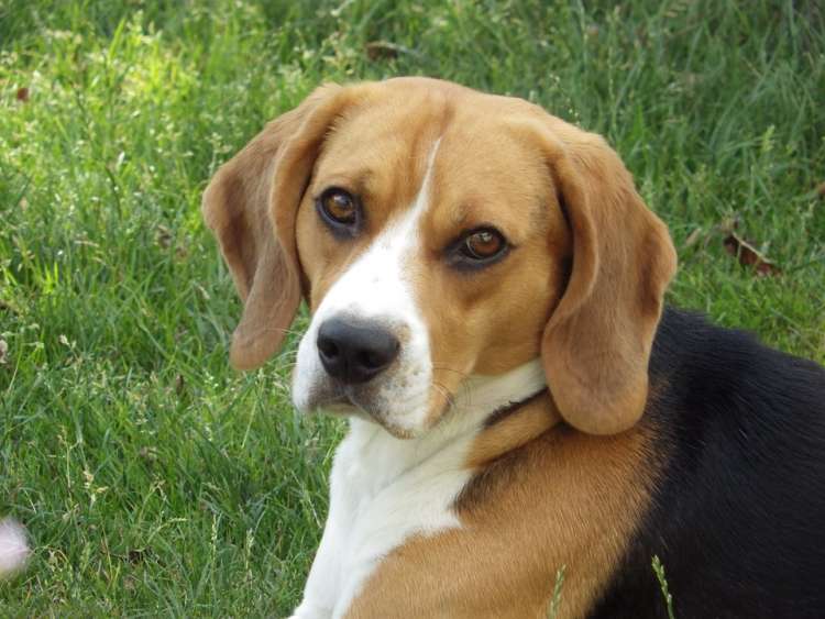 PETSmania - Beagle.