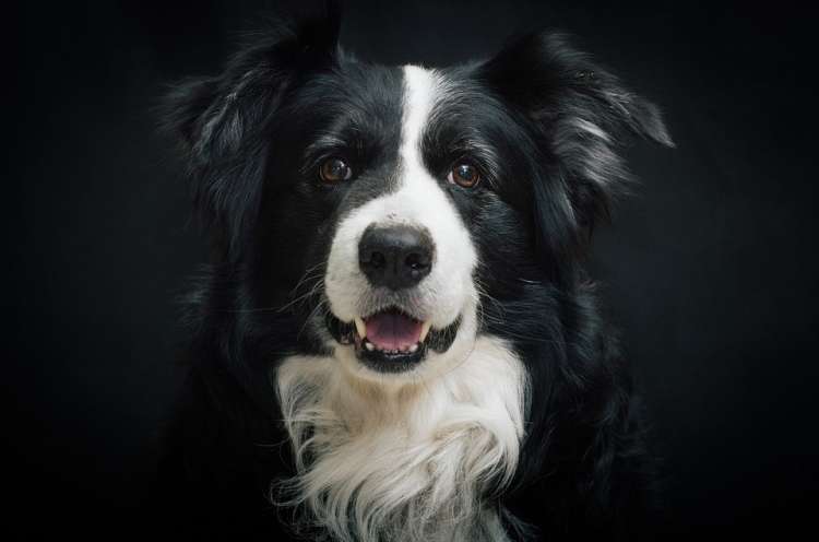 PETSmania - Border Collie.