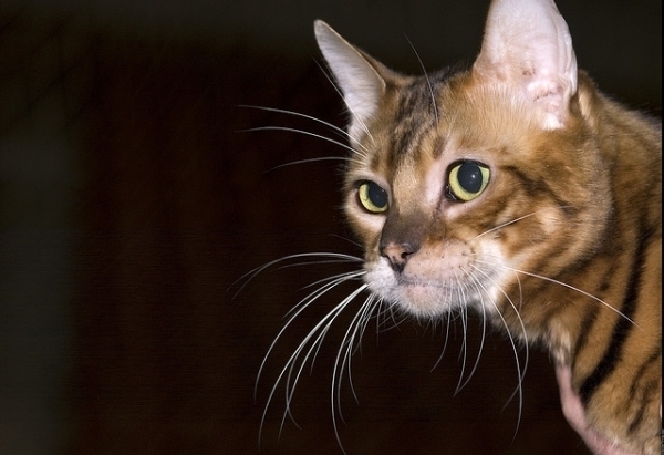 PETSmania - Toyger. por Nickolas Titkov