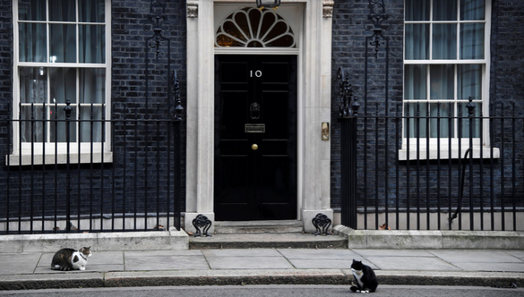 os gatos oficiales británicos Larry y Palmerston están entrente de la oficina de la primera ministra británica  Theresa May.