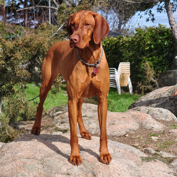 Braco Hungaro de Pelo Corto (Vizsla). Historia del Vizsla