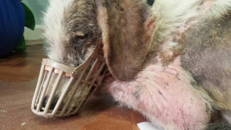 LA GUADIA CIVIL RESCATA A DOS PERRAS QUE FUERON LANZADAS DE UNA FURGONETA EN MARCHA